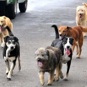 CURSO El  perro, un animal social.